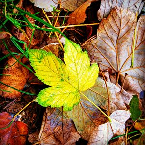 The leaf