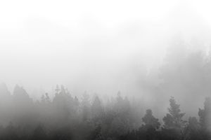 foggy forest , trees in fog / clouds