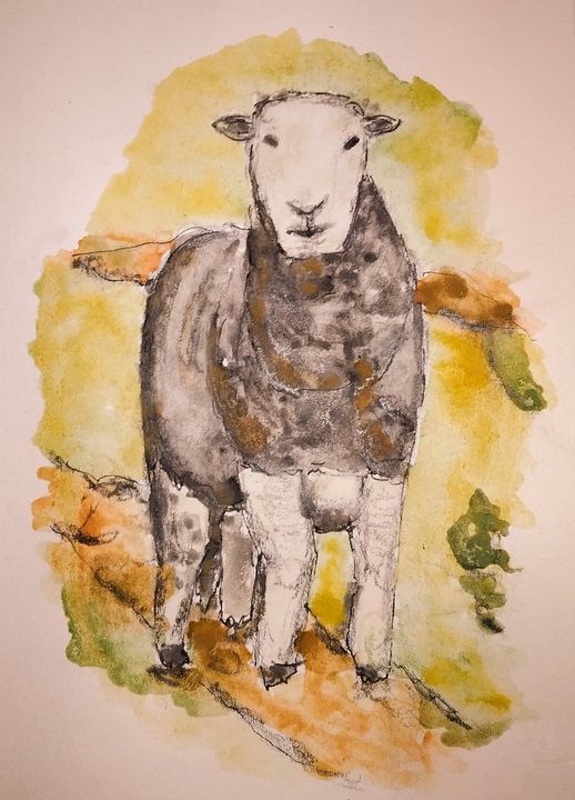Herdwick Sheep - R J Phillips