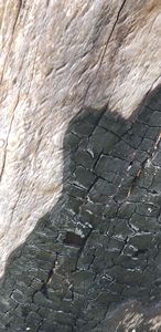Burnt Wood