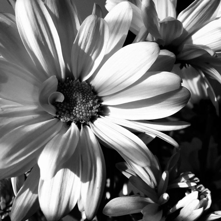 No Color - Scoops - Photography, Flowers, Plants, & Trees, Flowers ...