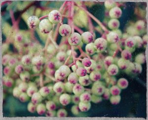 Textured berries