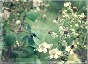 Field of white