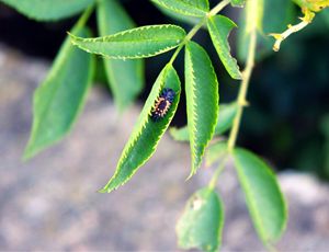 A comfortable bug life