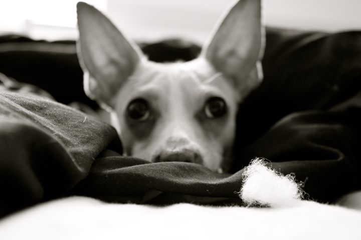 Chihuahua - Anthea