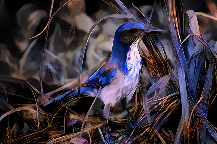 Bluebird Drawing - HelloArtsy