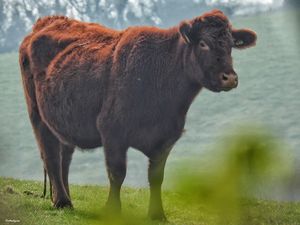 A Cow in a field