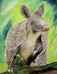 Texas Armadillo