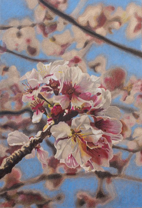 cherry blossom flower pencil drawing