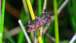 Rainbow Dragonfly
