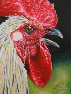 Rooster Portrait #1