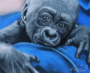Gorilla Infant Portrait