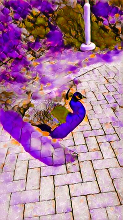 Peacock and purple - Castle Design Graphics