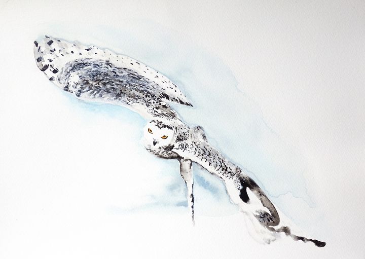 Snowy owl - Robert Czibi Art