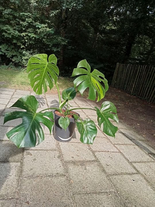 Monstera deliciosa Variegata - Michael - Photography, Flowers, Plants, &  Trees, Flowers, Other Flowers - ArtPal