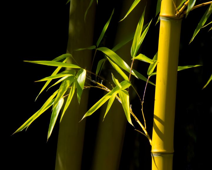 Bamboo Magic Helen Geld Photography Flowers Plants Trees Art