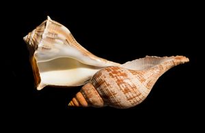 Whelk and True Tulip Seashells - helen geld