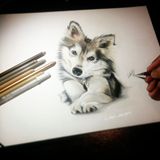 Alaskan Klee Kai (Original)