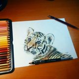 Baby Tiger