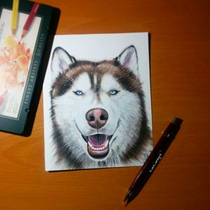 Siberian Husky 6x7"