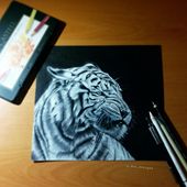 S Dot Designs