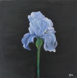 the li(ly)ght in the dark - Art lule - Paintings & Prints, Flowers