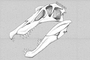 Spinosaurus Skull
