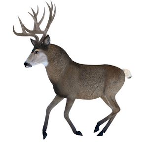 Male Mule Deer