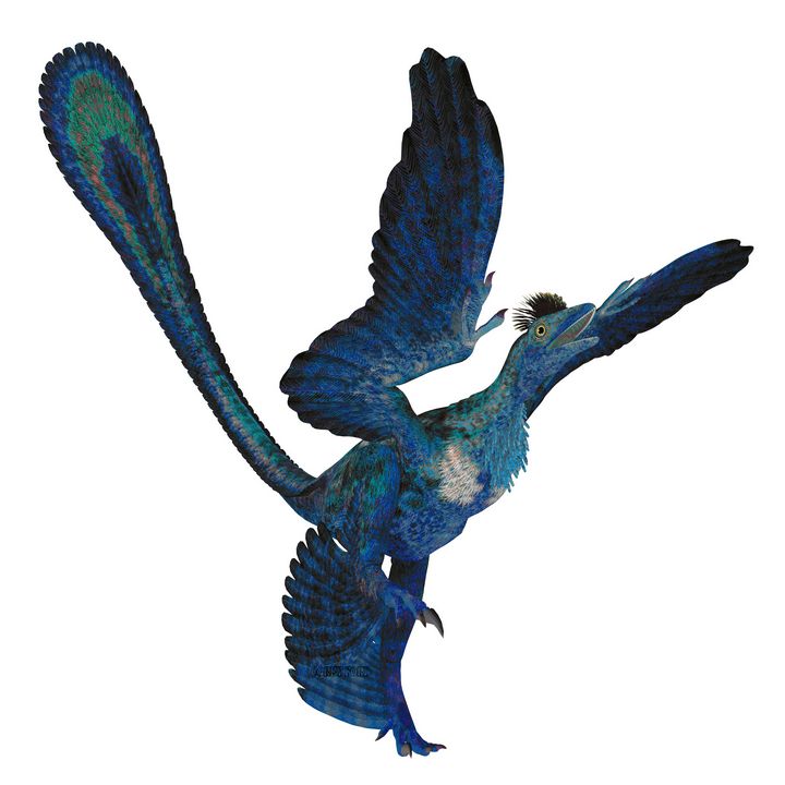 Microraptor Reptile Tail - Corey Ford Gallery Llc - Drawings 