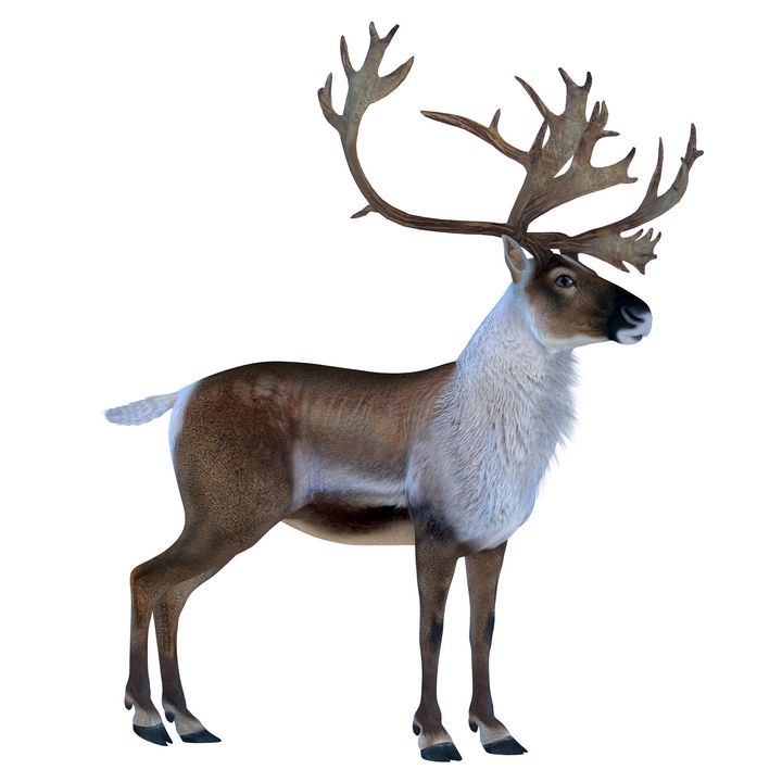 Caribou Buck - Corey Ford Gallery LLC