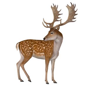 Fallow Deer Buck