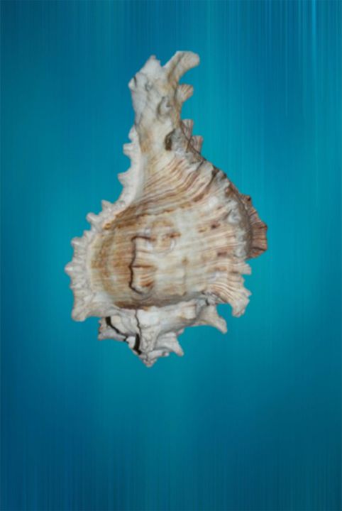 Sea Shell - alitvfilm - Photography, Animals, Birds, & Fish, Aquatic ...