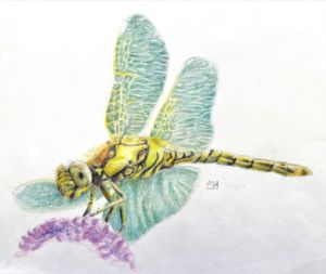 Dragonfly on Hydrangea - Muddy Joel