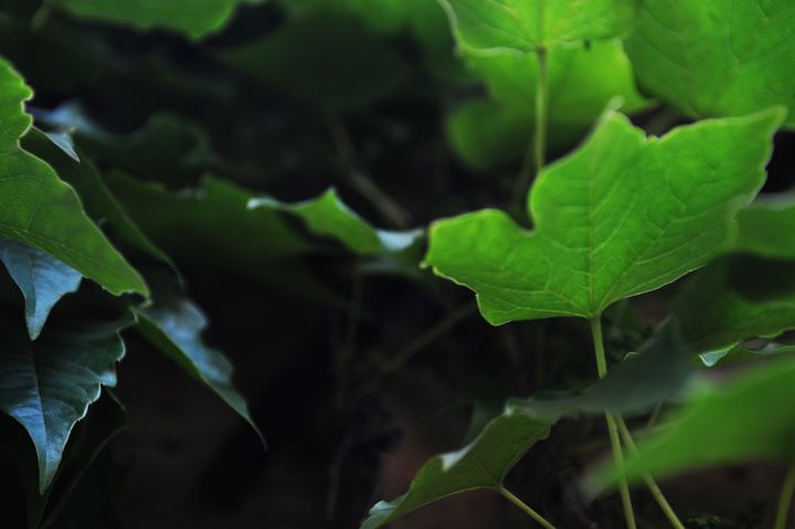 Leaves - LG Photography
