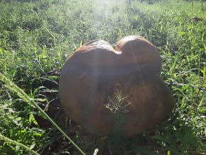 Giant mushroom