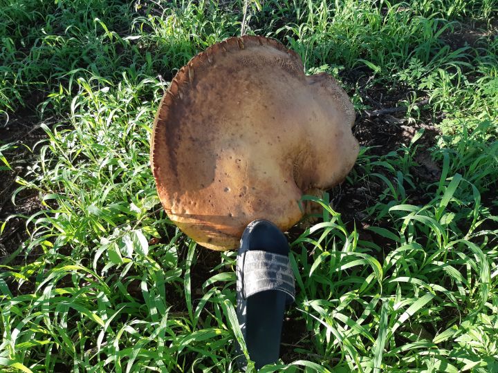 Giant mushroom - TLAMELO MOKGOSI