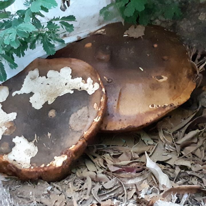 Mushroom - TLAMELO MOKGOSI