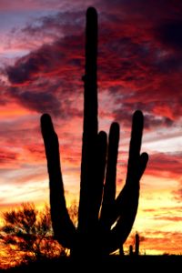 30. Saguaro at Sunset - ClaireVimalaAnderson