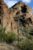 DESERT SONG