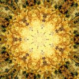 NATURE MANDALAS
