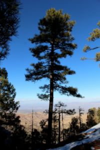 Pine Tree