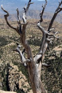 Tree Bones