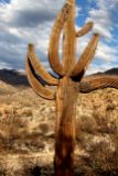 BIGHORN SONG