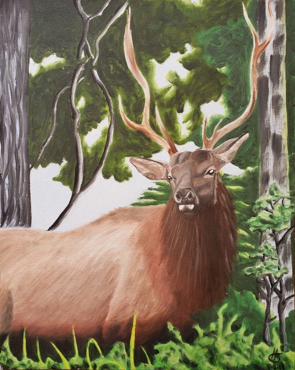 Morning Elk - Art by Hannah Snow