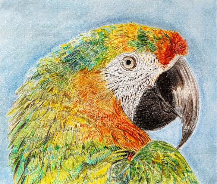 How to draw bird | Bird drawings, Oil pastel drawings, Drawings