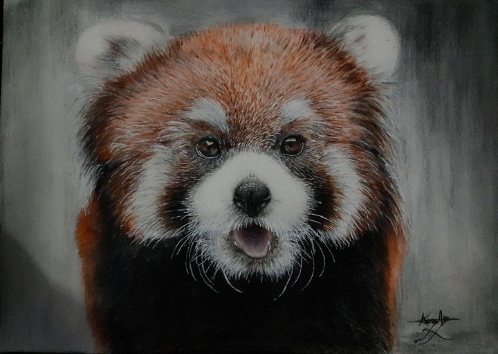 Red panda - Karam gallery
