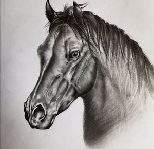 Sketch horse
