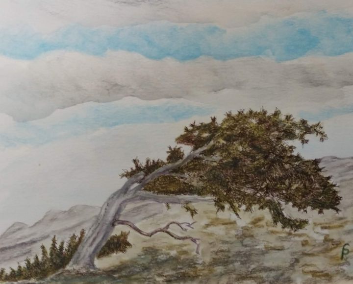 Bristle Cone pine in the Alpine - Charles Seltman