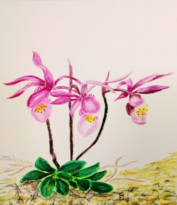 Fairy Slipper Mountain Orchid - Fallen Branch Designs