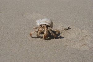 Hermit  crab - Shaman Alexander Art